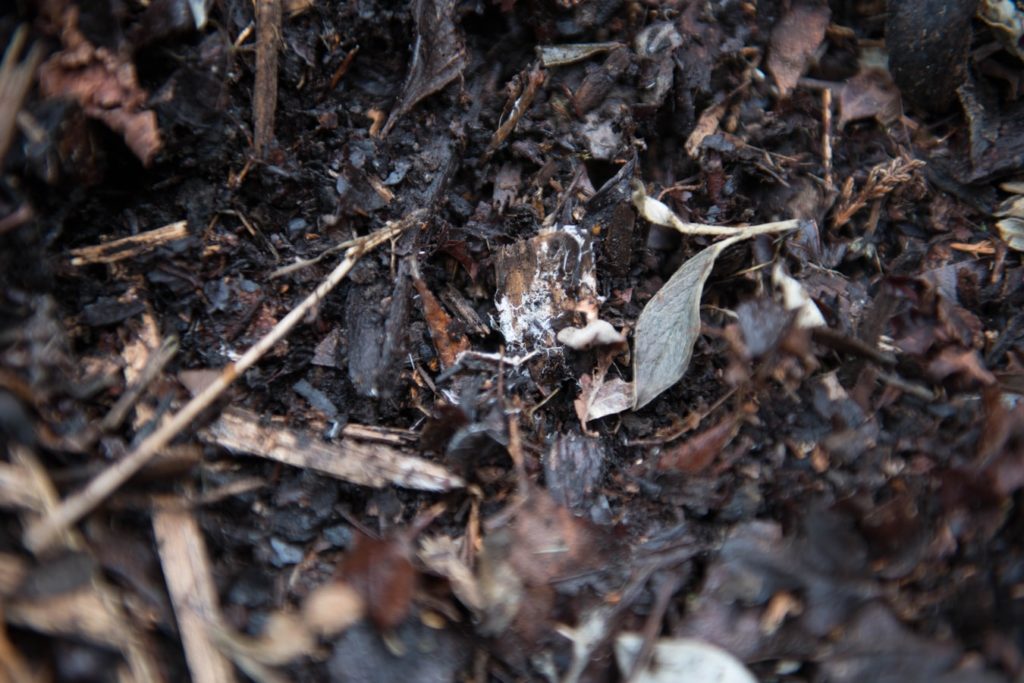 Here's some ways to see how your compost is progressing.