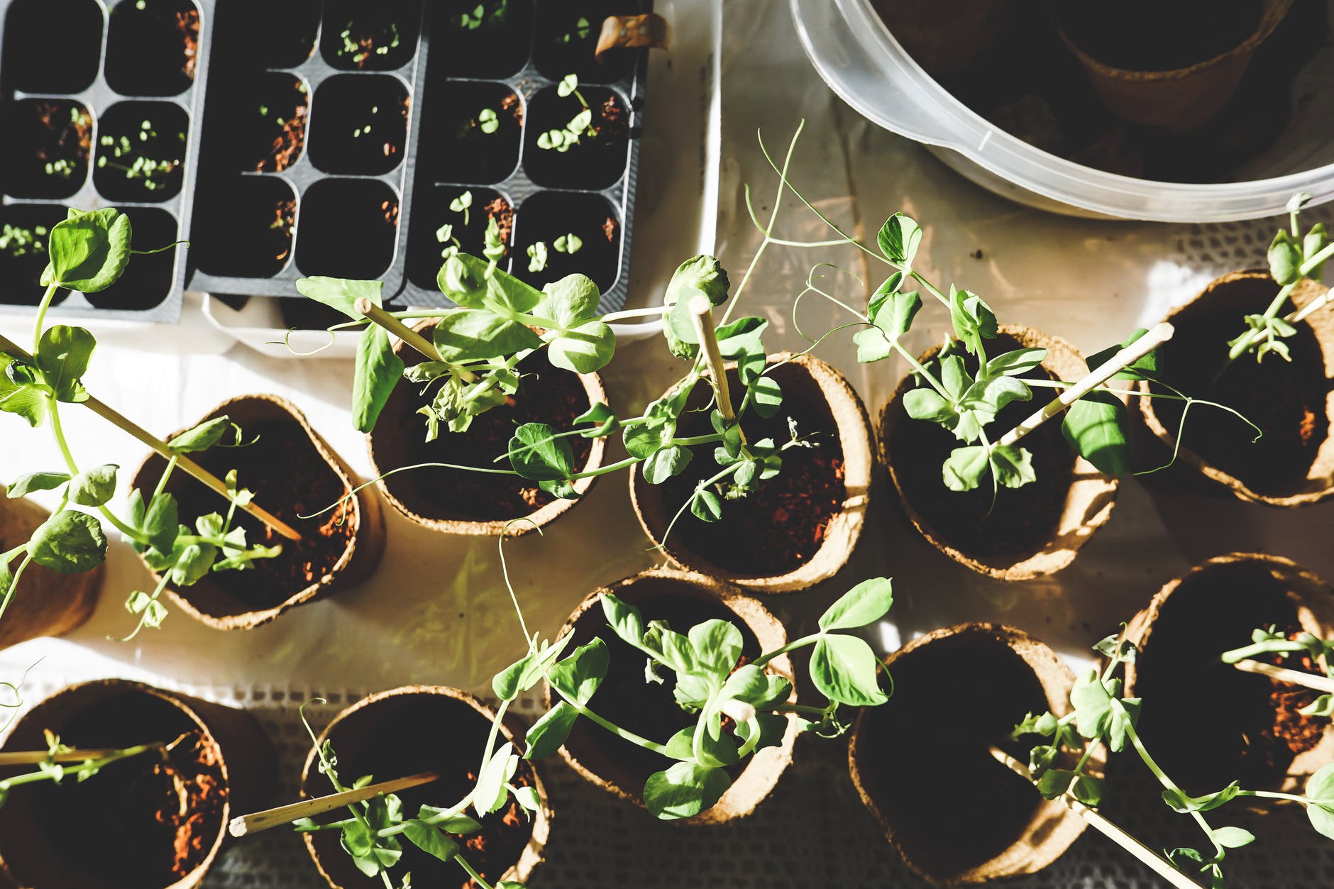 Here's just a few things to keep in mind when starting off your plants indoors.