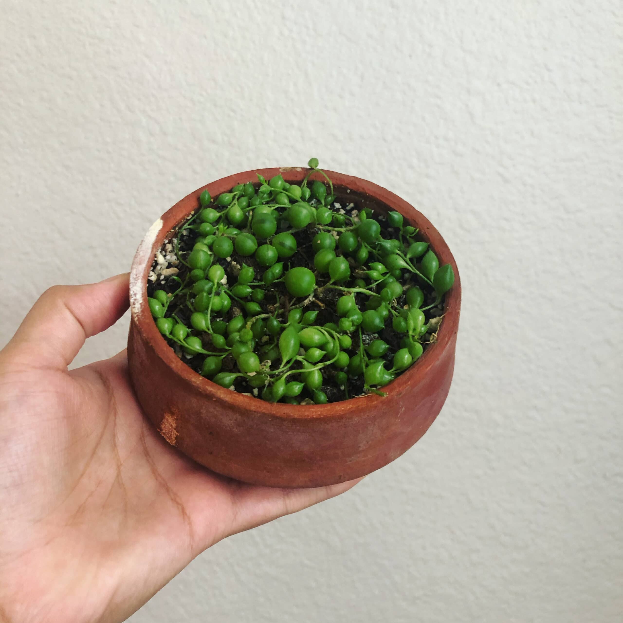 Healthy String of Pearls Plant