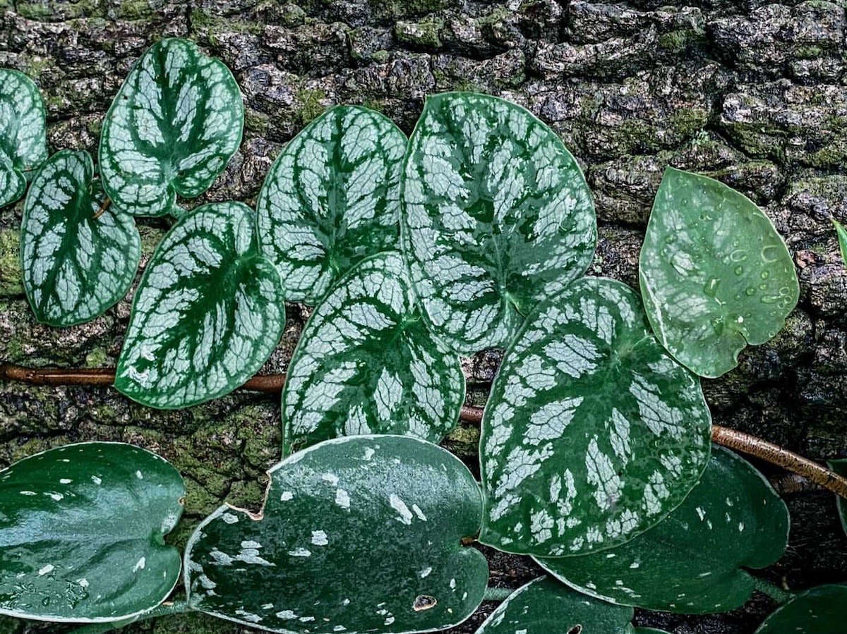 Healthy Monstera Dubia Plant