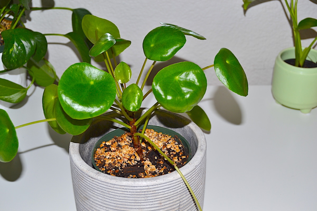 How to Care for Pilea Peperomioides Plant