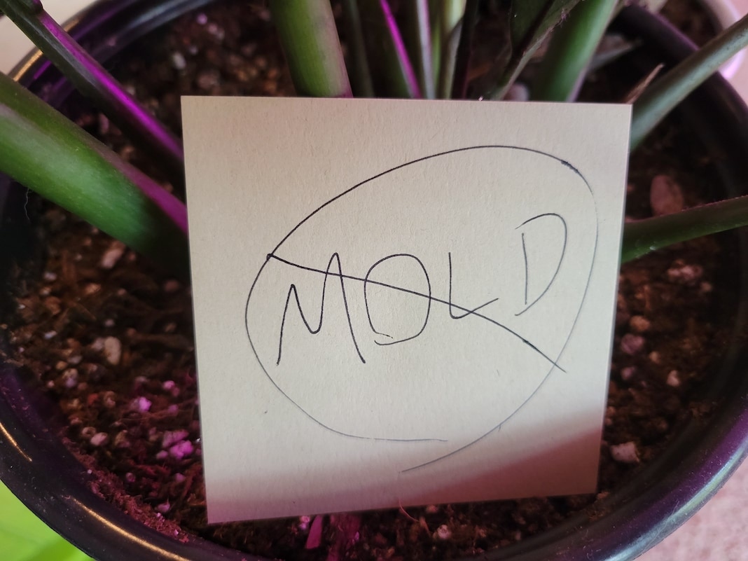 Preventing or Removing Mold on Houseplants