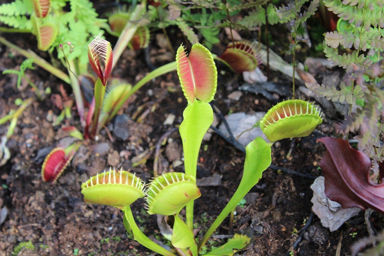 Growing Carnivorous Plants Outdoors